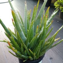 Aloe Vera Picture of Aloe Vera (9482)