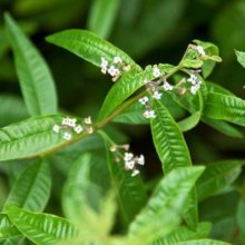 Picture of Aloysia Citriodora (10701)