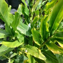 Picture of Alpinia Nutans (29676)