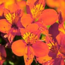 Picture of Alstroemeria Amina (30861)