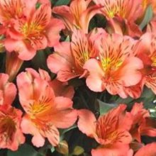 Picture of Alstroemeria Anna (30862)