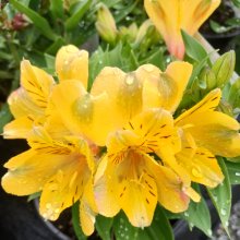 Picture of Alstroemeria Aurelia (30694)