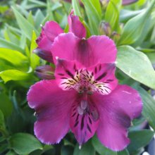 Picture of Alstroemeria Batavia (30269)