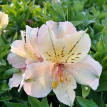 Picture of Alstroemeria Beach Valley (30605)