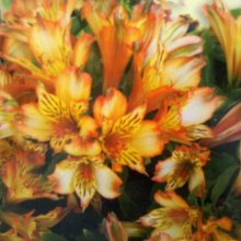 Picture of Alstroemeria Bryce (7513)