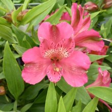 Picture of Alstroemeria Candy (29459)