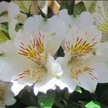 Picture of Alstroemeria Claire (9964)