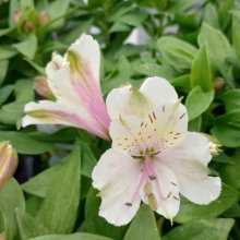 Picture of Alstroemeria Concordia (29460)