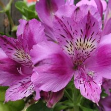 Picture of Alstroemeria Dark Purple (7515)