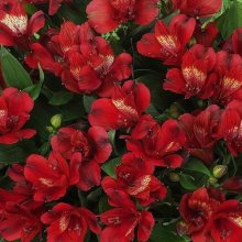 Picture of Alstroemeria Doba (10080)