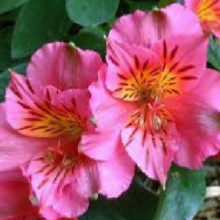 Alstroemeria Elaine Picture of Alstroemeria Elaine (6304)