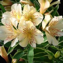 Alstroemeria Fabiana Picture of Alstroemeria Fabiana (197)
