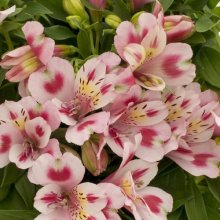 Alstroemeria Flamingo Picture of Alstroemeria Flamingo (28606)