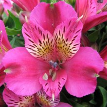 Alstroemeria Goal Picture of Alstroemeria Goal (29271)
