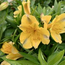 Alstroemeria Havana Picture of Alstroemeria Havana (29819)