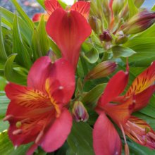 Alstroemeria Holland Picture of Alstroemeria Holland (30270)