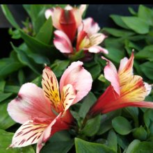 Alstroemeria Husky Picture of Alstroemeria Husky (30271)