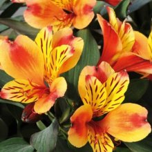 Alstroemeria Indian Summer Picture of Alstroemeria Indian Summer (8274)