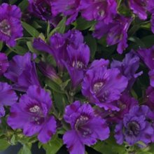 Alstroemeria Indigo Picture of Alstroemeria Indigo (10870)