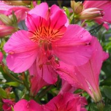 Alstroemeria Ivana Picture of Alstroemeria Ivana (199)