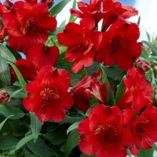 Alstroemeria Kate Picture of Alstroemeria Kate (9965)