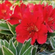Picture of Alstroemeria Katiana (30856)