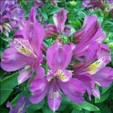 Alstroemeria Lavender Lady Picture of Alstroemeria Lavender Lady (10004)