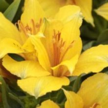 Picture of Alstroemeria Lisa (30857)