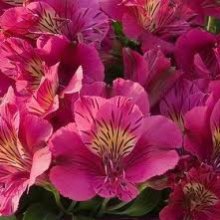 Alstroemeria Louise Picture of Alstroemeria Louise (8231)