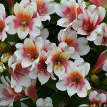 Alstroemeria Lucky Picture of Alstroemeria Lucky (10747)