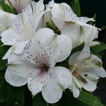 Alstroemeria Magic White Picture of Alstroemeria Magic White (10797)