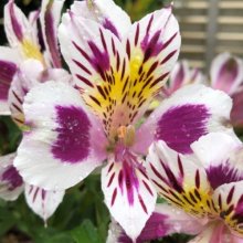 Alstroemeria Magic Picture of Alstroemeria Magic (28980)