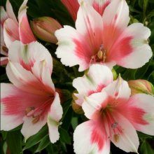 Alstroemeria Maya Picture of Alstroemeria Maya (10195)