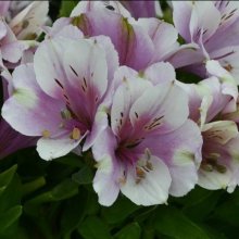 Alstroemeria Moon Picture of Alstroemeria Moon (11680)