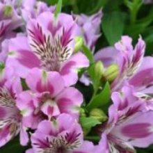 Alstroemeria Mulan Picture of Alstroemeria Mulan (30858)
