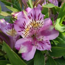 Alstroemeria Ocean Picture of Alstroemeria Ocean (29727)