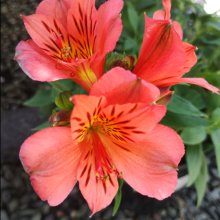 Alstroemeria Orange Kate Picture of Alstroemeria Orange Kate (30877)