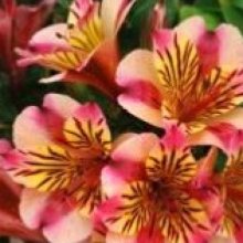 Alstroemeria Paola Picture of Alstroemeria Paola (204)