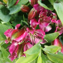 Alstroemeria Pink Sparkle Picture of Alstroemeria Pink Sparkle (30695)