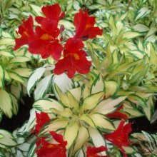 Alstroemeria Rock n Roll Picture of Alstroemeria Rock n Roll (6110)