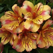 Alstroemeria Sara Picture of Alstroemeria Sara (207)