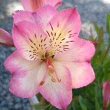Alstroemeria Summer Break Picture of Alstroemeria Summer Break (30489)
