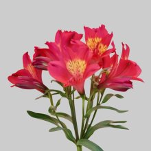 Alstroemeria Summer Red Picture of Alstroemeria Summer Red (12081)