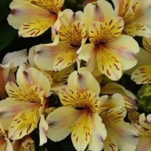 Alstroemeria Sundance Picture of Alstroemeria Sundance (11484)