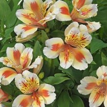 Alstroemeria Sunset Picture of Alstroemeria Sunset (10006)