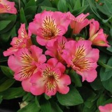 Alstroemeria Sunshine Picture of Alstroemeria Sunshine (9284)
