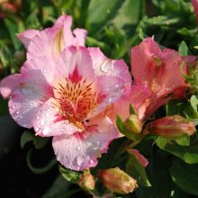 Alstroemeria Theresa Picture of Alstroemeria Theresa (9963)