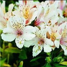 Alstroemeria White Buttons Picture of Alstroemeria White Buttons (9352)