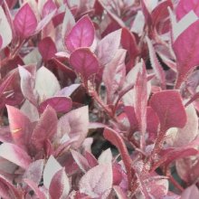 Picture of Alternanthera Little Ruby (9490)