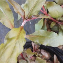Picture of Alternanthera Rosaefolia (29332)